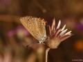 Polyommatus admetus (Anormal Çokgözlü)